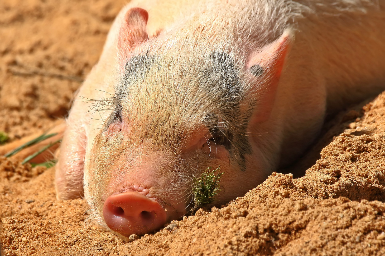 "Na, da hab ich aber SCHWEIN gehabt ..." - oder die Sau?