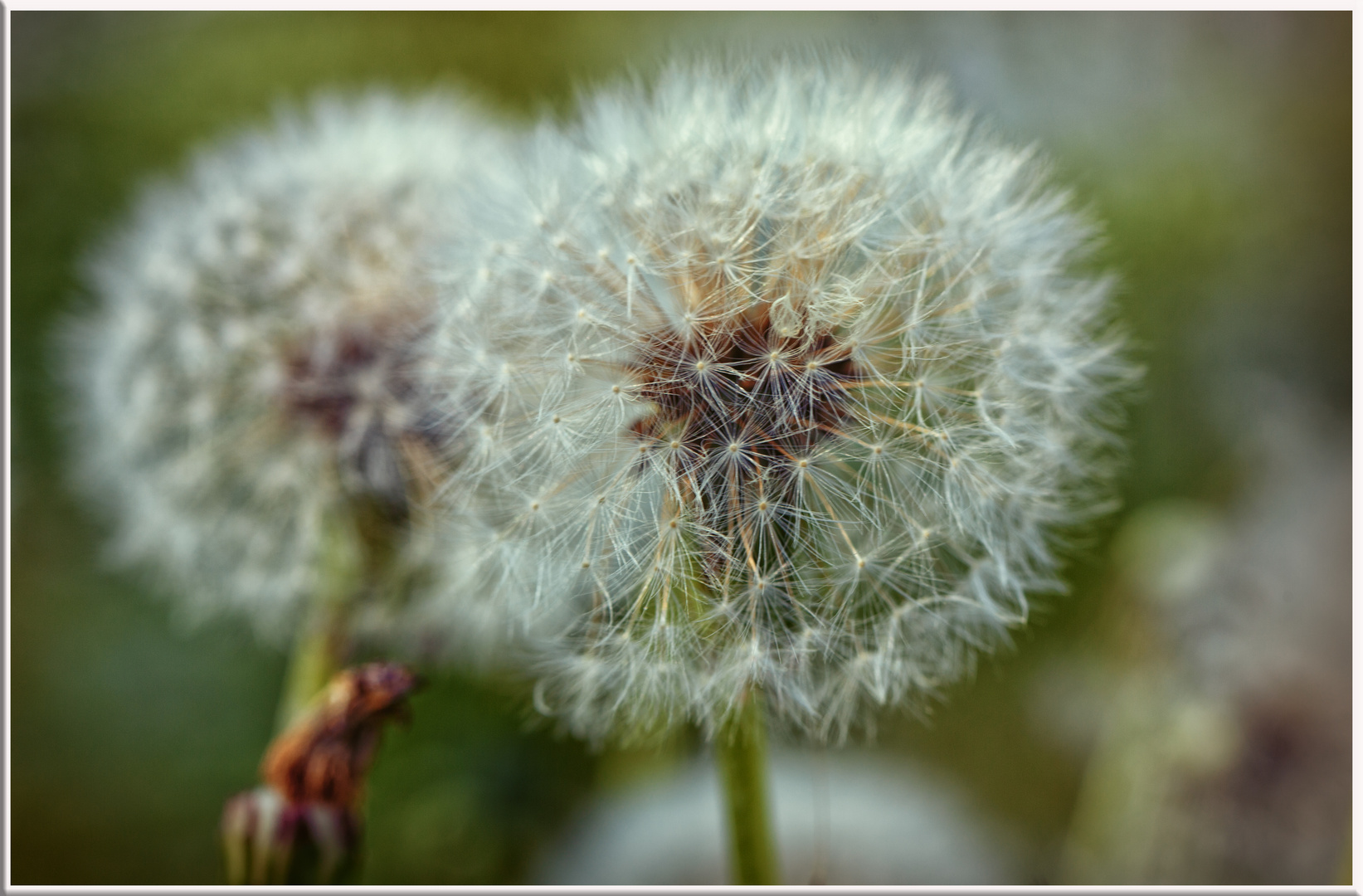 Na dann , flieg los Pusteblume