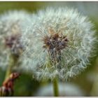 Na dann , flieg los Pusteblume