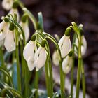 Na dann läut` man ein, den Frühling!