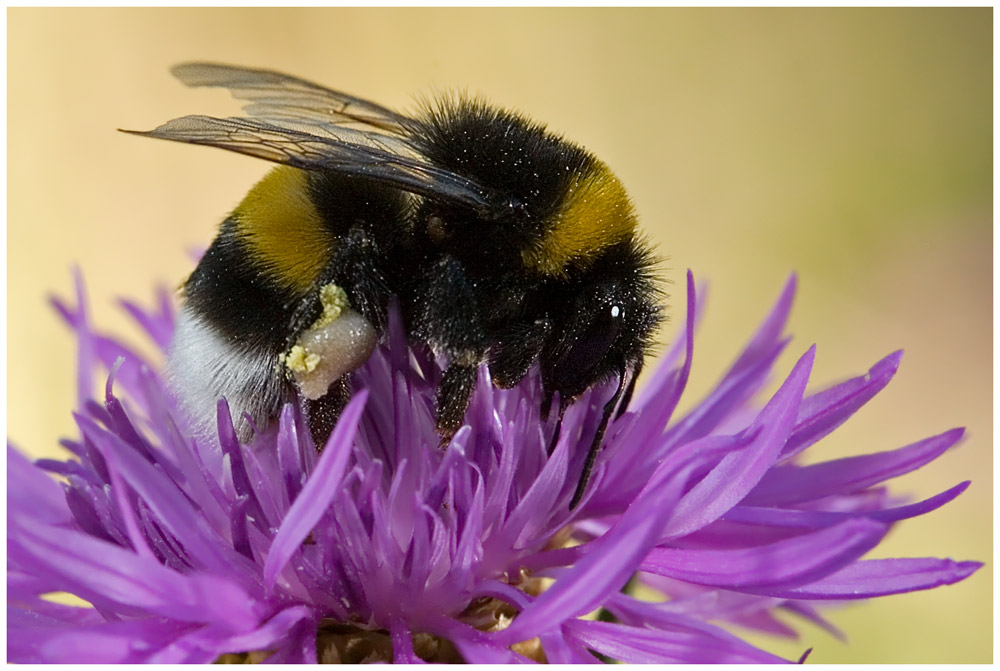 Na dann nee Erdhummel.......