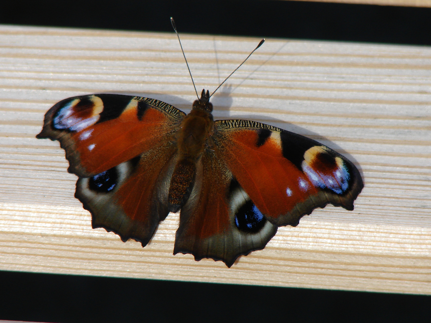 Na Das ist wohl nen Schmetterling