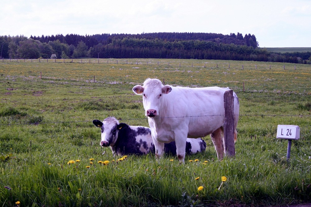 Na ,das  sind glückliche Kühe!