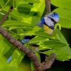 Na denn Mahlzeit - fleißige Blaumeise