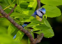 Na denn Mahlzeit - fleißige Blaumeise