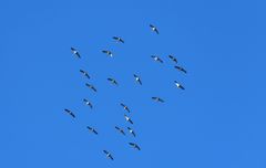 Na die Störche fliegen sehr 