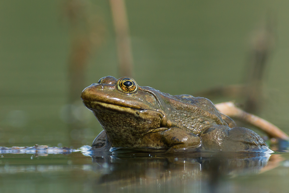 Na .... du FROSCH