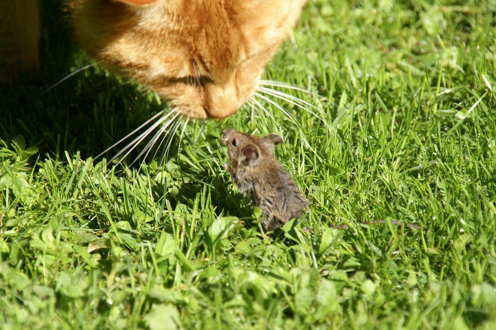 Na, Du kleine Maus, was suchst Du in meinem Garten