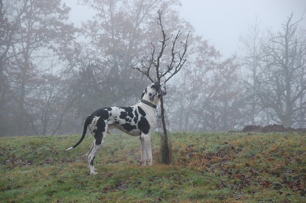 Na du kleiner Baum ???