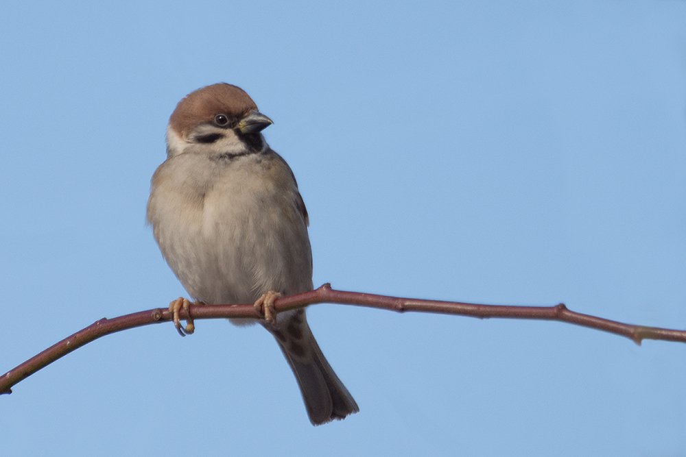 Na du kleiner süßer Spatz