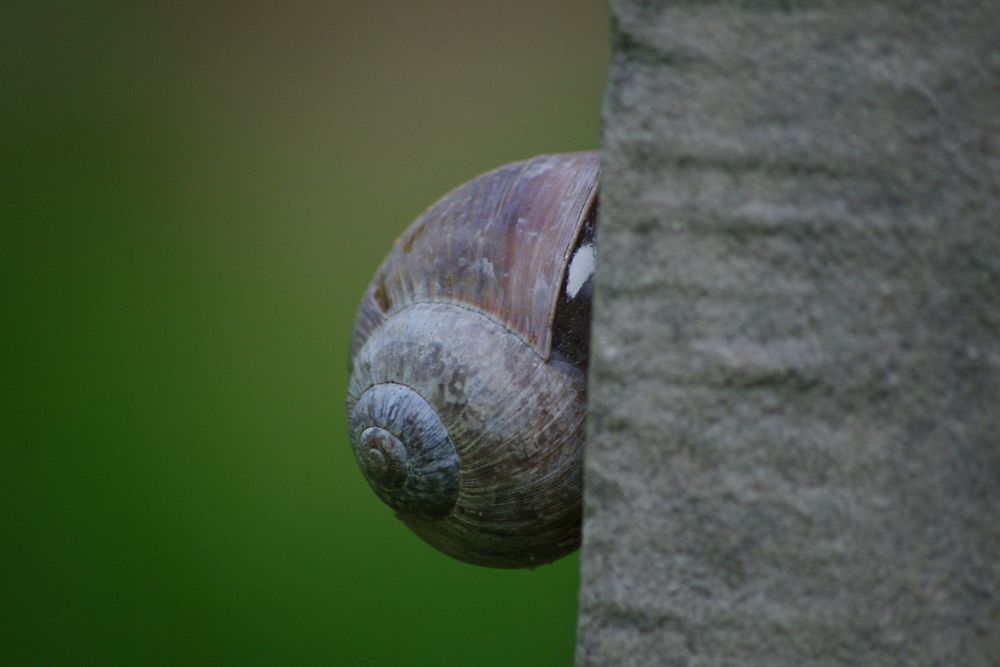 Na du Schnecke