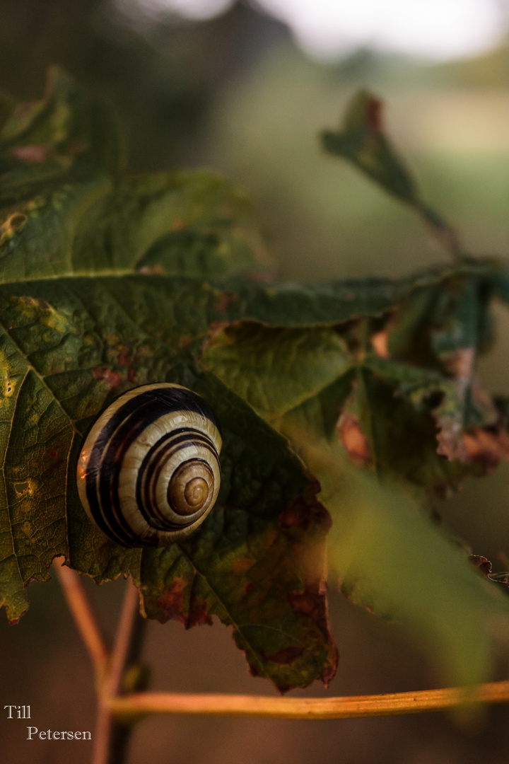 na du Schnecke.