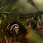 na du Schnecke.