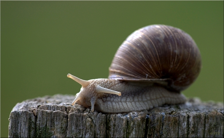 na du Schnecke, jetzt aber mal langsam