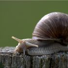 na du Schnecke, jetzt aber mal langsam