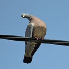 Na du schräger Vogel