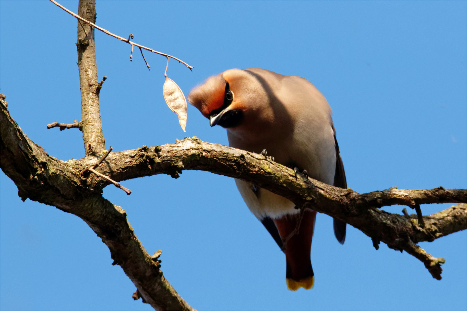 Na du............ Seidenschwanz Bombycilla garrulus