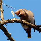 Na du............ Seidenschwanz Bombycilla garrulus