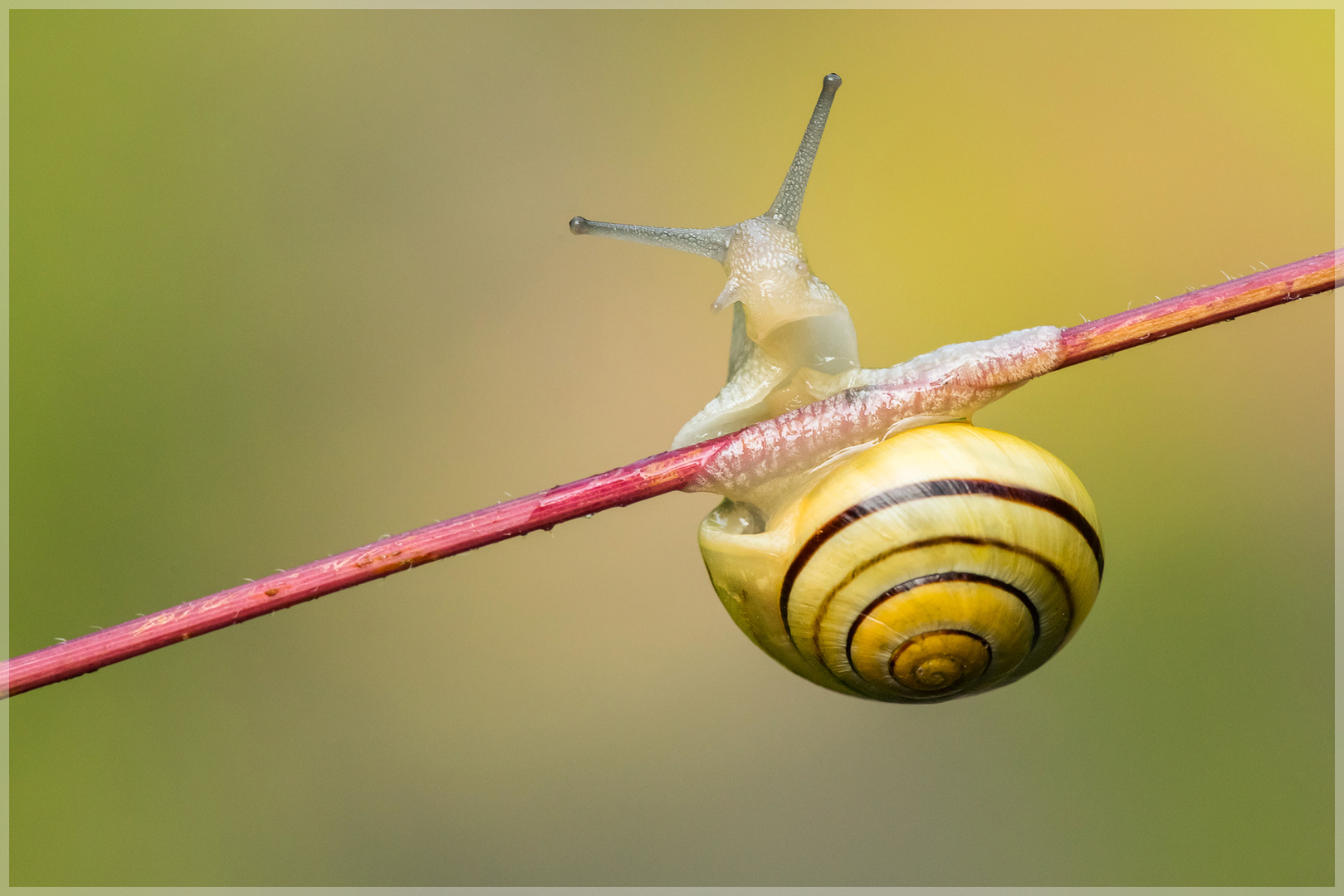 Na Du süße Schnecke :-D