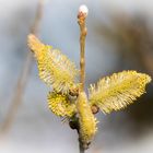 Na endlich, der Frühling!!