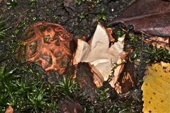 Na endlich! Der Rötende Erdstern (Geastrum rufescens) öffnet sich.