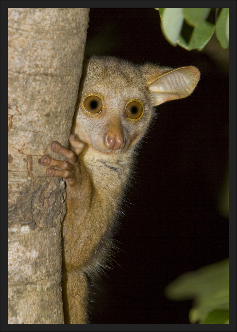 Na endlich, ein BUSHBABY