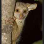 Na endlich, ein BUSHBABY