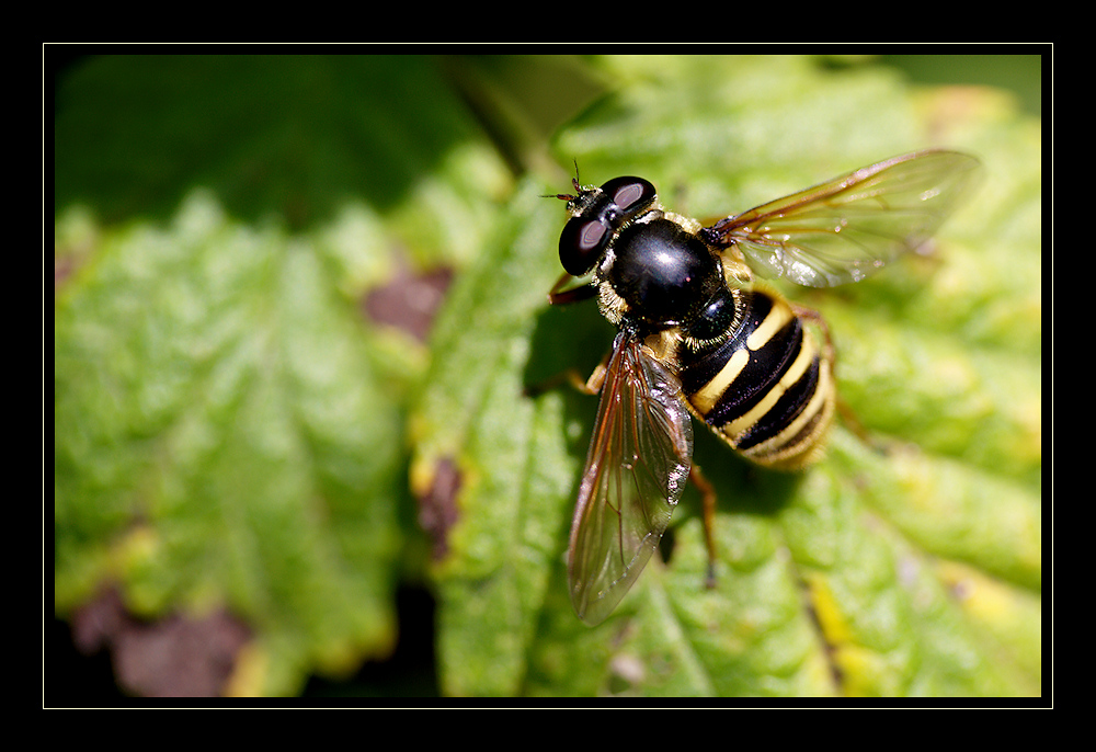 Na endlich habe ich eine Fliege...