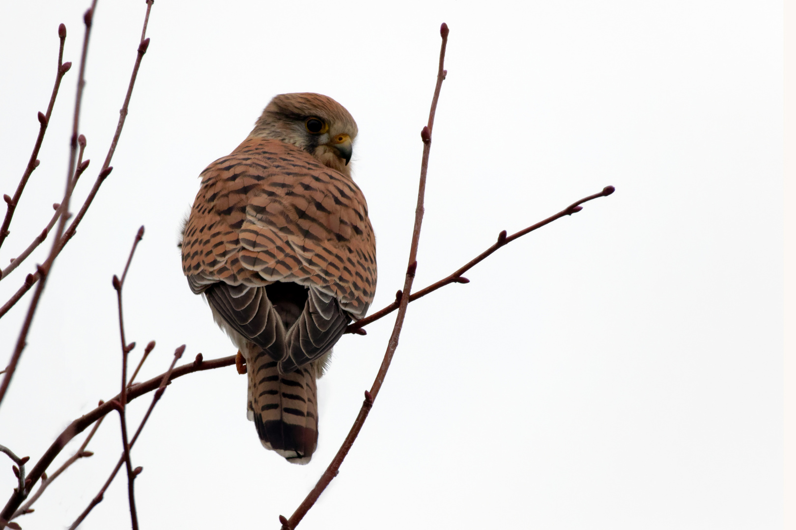 Na... gefällt dir das Wetter auch nicht....?  Turmfalke(Falco tinnunculus)