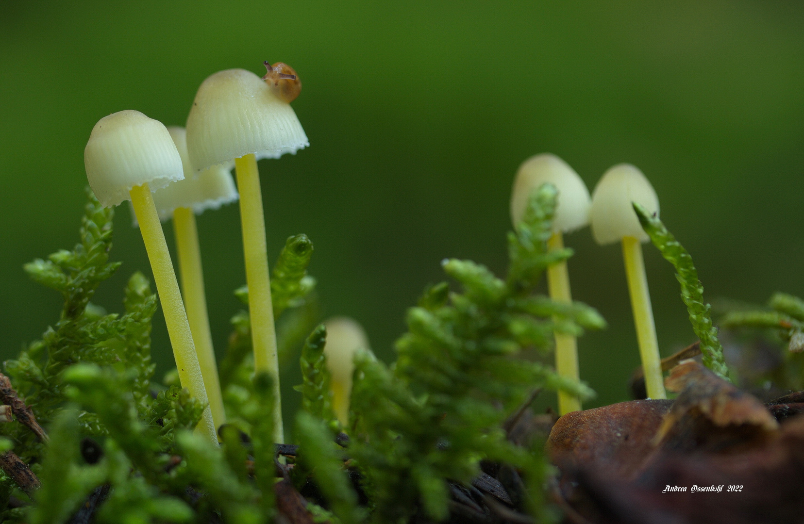 Na gucke da...Ein Helmling mit Schnecke 