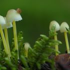 Na gucke da...Ein Helmling mit Schnecke 