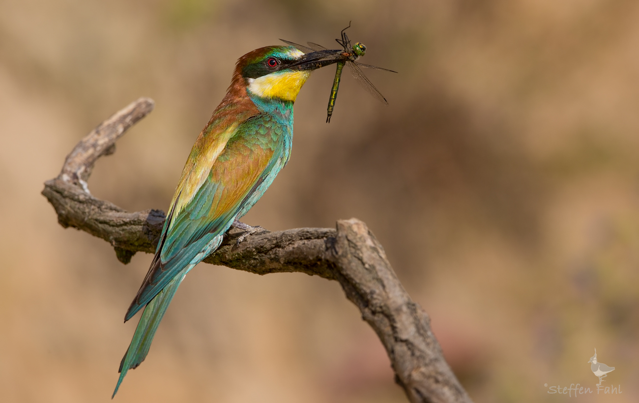 Na gut, dann eben noch eine Libelle mit einem bisschen Vogel dran