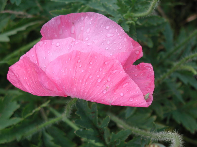 Na gut: Ein Mohn