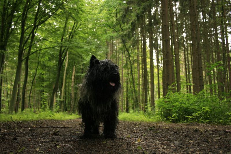 Na, hab ich nicht einen schönen Wald?