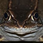 Na, habt Ihr den Durchblick bei meinem Rätsel??? GRASFROSCH (Rana temporaria)