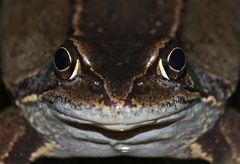 Na, habt Ihr den Durchblick bei meinem Rätsel??? GRASFROSCH (Rana temporaria)