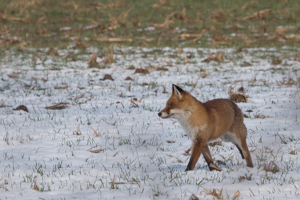 na Herr Fuchs