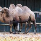 Na Hilde siehst du wie die doofen Besucher wieder glotzen …