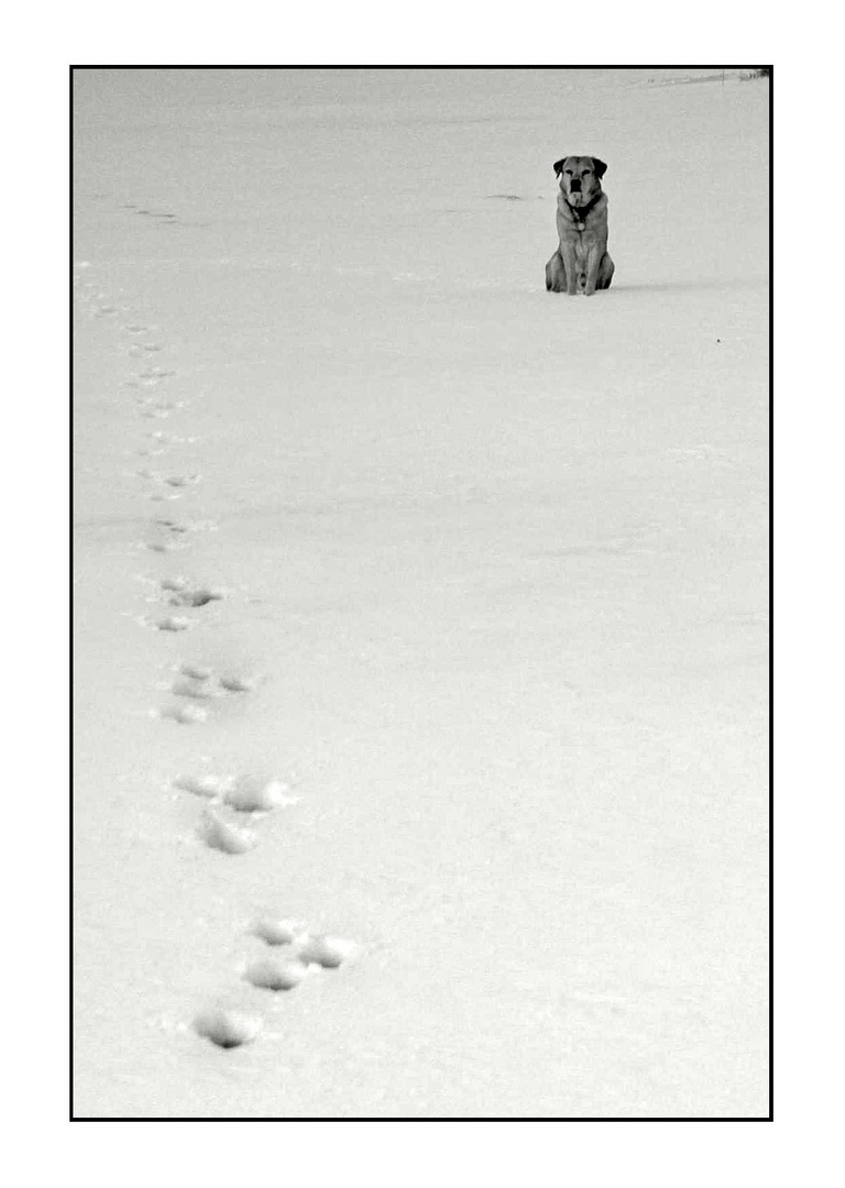 Na irgendwie macht mein Hund schon komische Abdrücke... wie issa da bloß gelaufen?