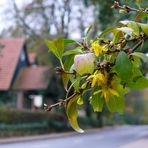 Na- ist denn schon Frühling?