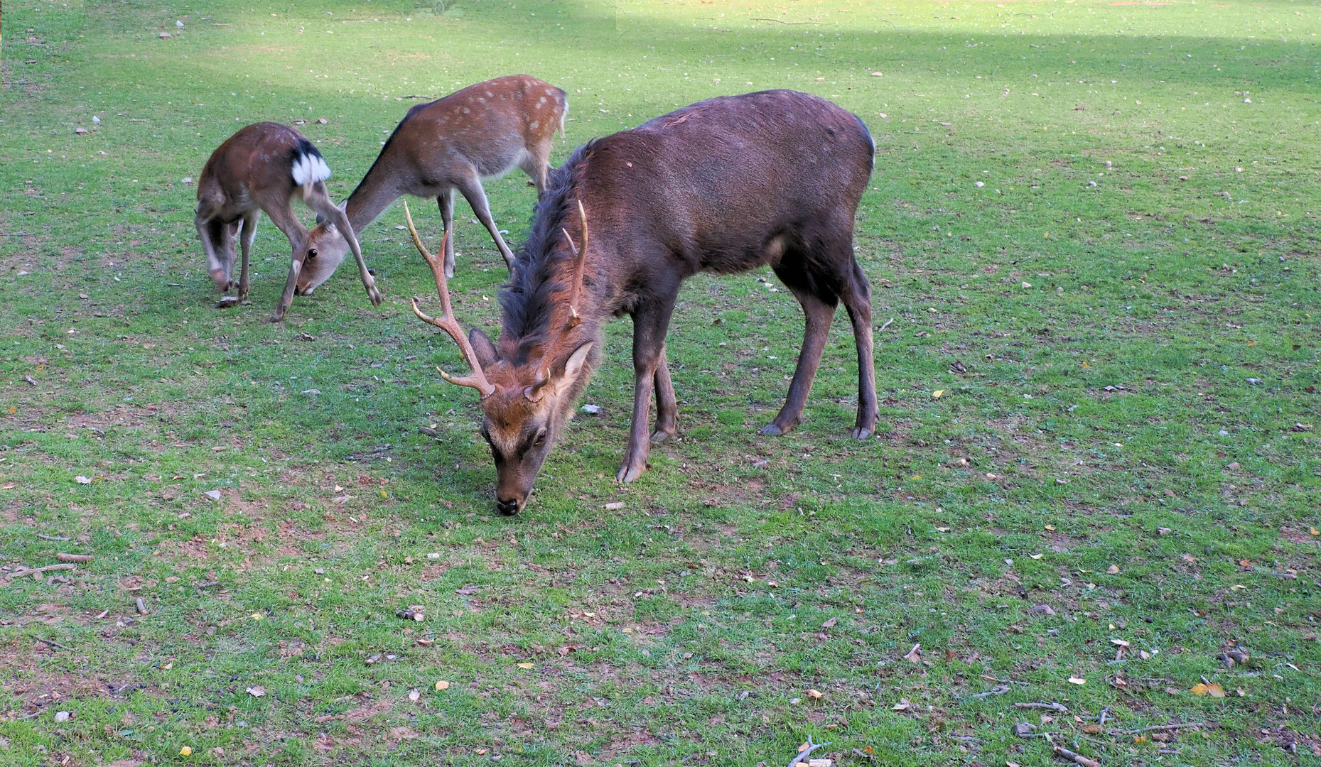 Na ja etwas wenig Gras hier ….