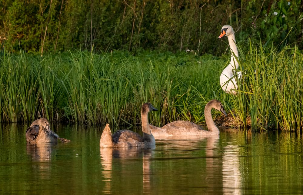 "NA KINDERCHEN ...... SEID IHR AUCH BRAV"