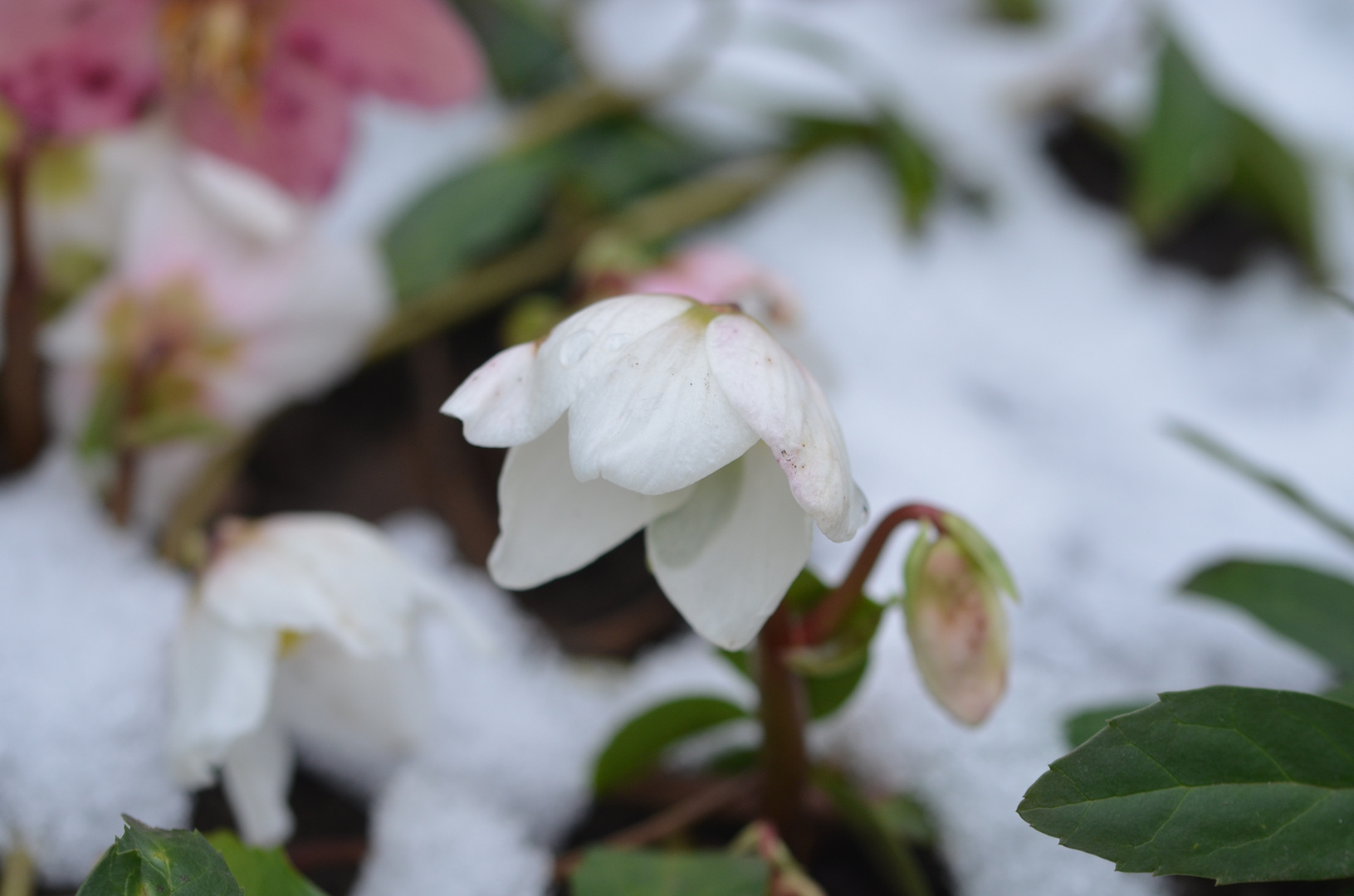 Na klar- auch die Schneerosen standen im Schnee....