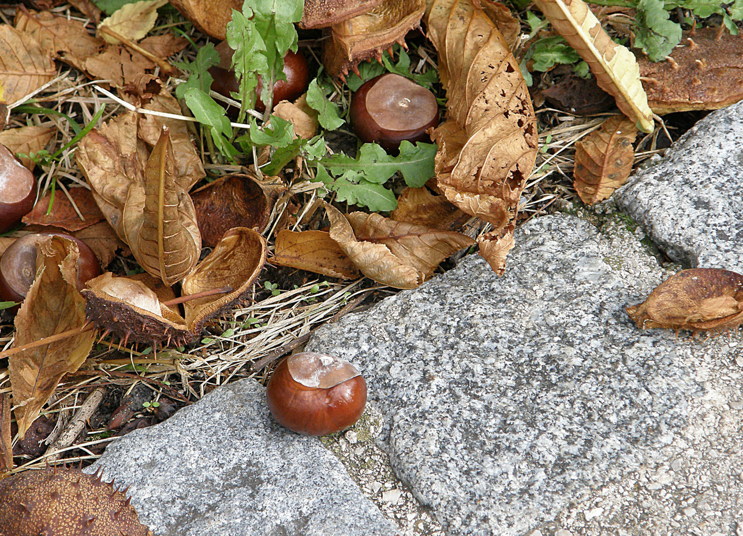 Na klar - der herbst ist da