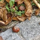 Na klar - der herbst ist da