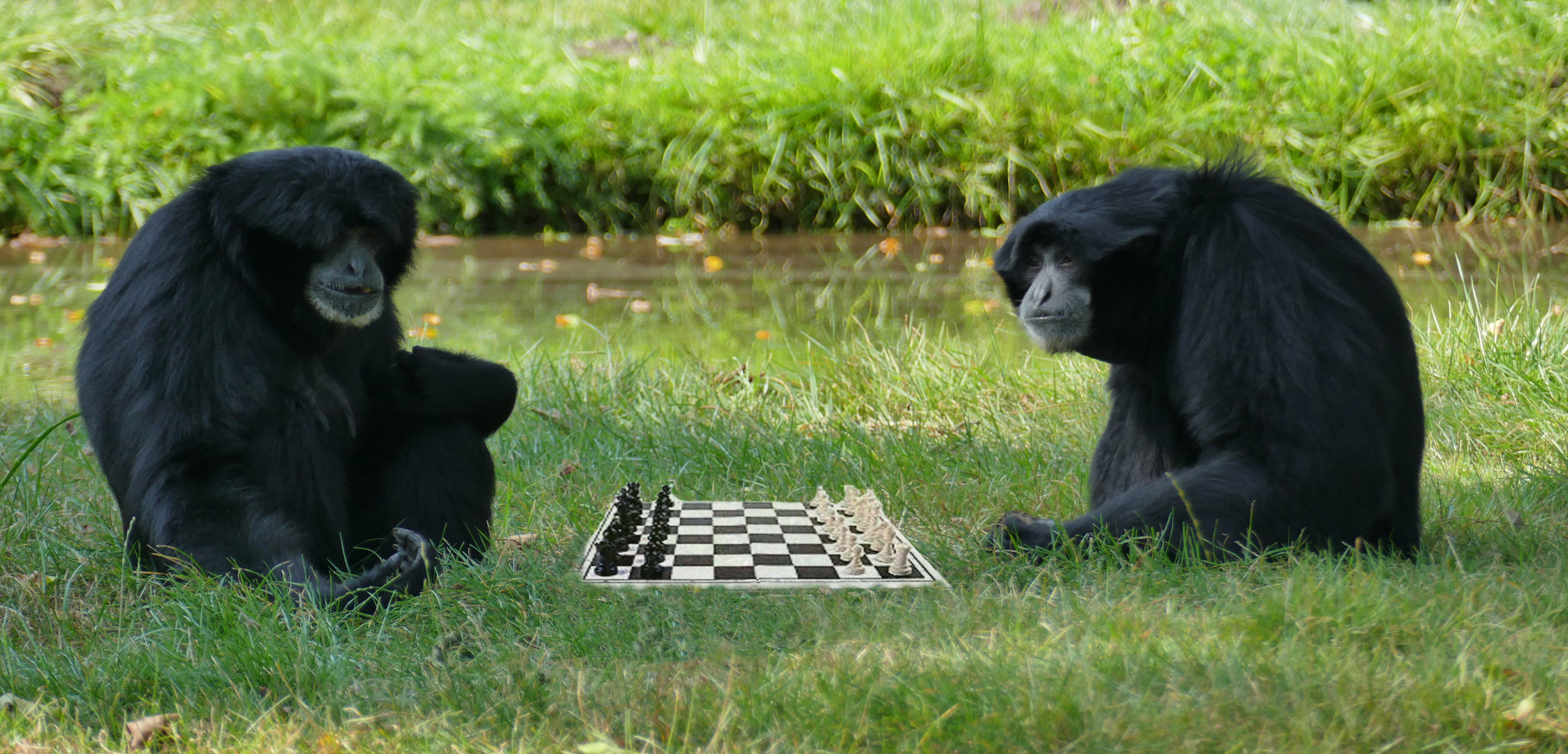 Na klar spielen wir Schach