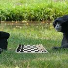 Na klar spielen wir Schach