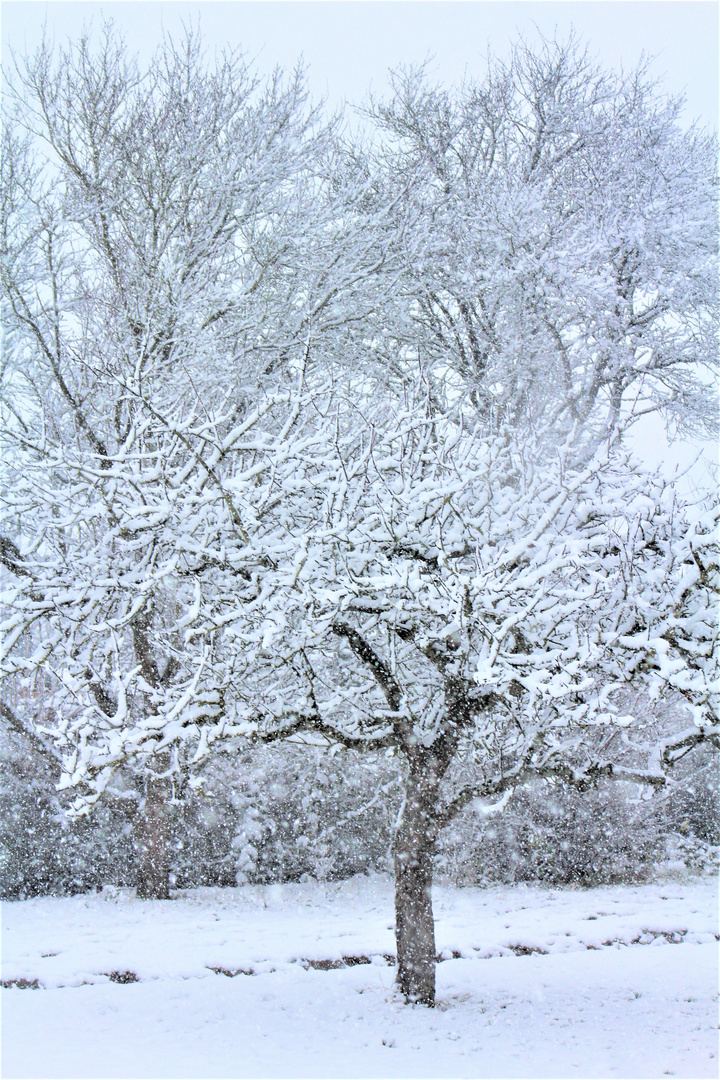 na, kleiner Baum....überraschend viel Schnee...ja