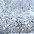 na, kleiner Baum....überraschend viel Schnee...ja