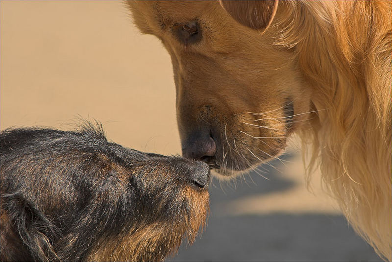 Tiere kennenlernen